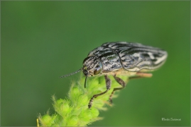 <p>KRASEC MĚĎÁK (Chalcophora mariana) - jižní Morava ---- /Marienprachtkäfer/</p>